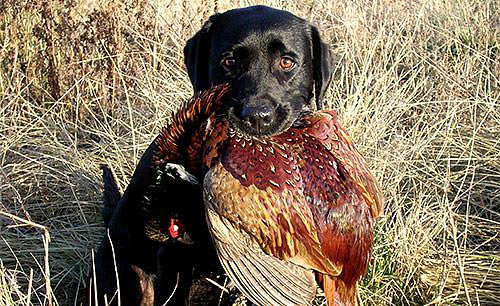 Dog and pheasant